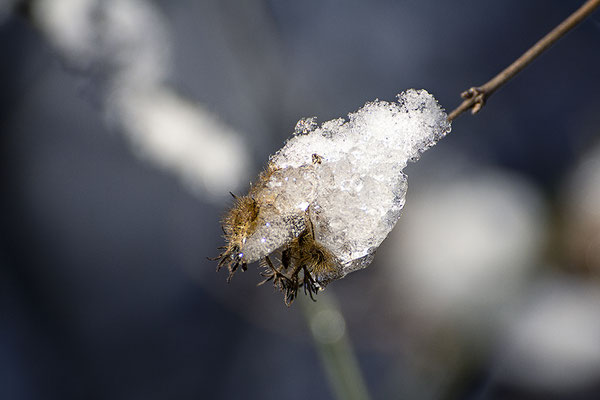 Der Kälte ausgeliefert - © Helga Jaramillo Arenas - Fotografie und Poesie / September 2018