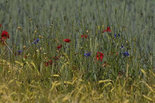 Das Blumenglück im Korn - © Helga Jaramillo Arenas - Fotografie und Poesie / Juni 2015