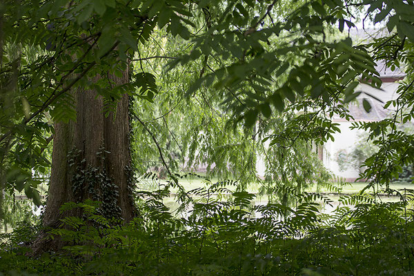 Blattgeflüster -  © Helga Jaramillo Arenas - Fotografie und Poesie / August 2023