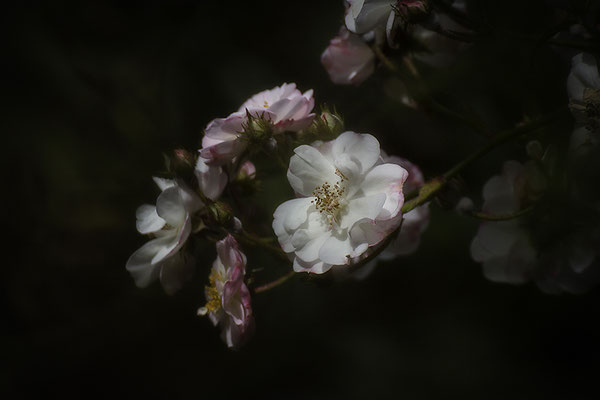 Das finden des Paradieses - © Helga Jaramillo Arenas - Fotografie und Poesie / Oktober 2019