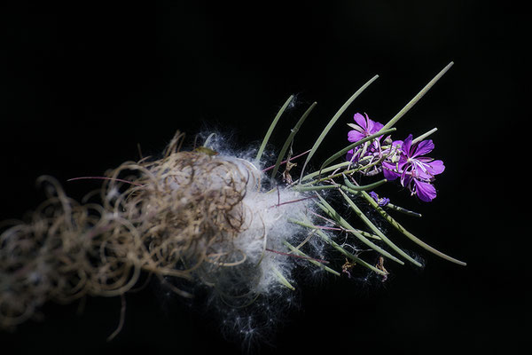 Es gibt viele Wunder - © Helga Jaramillo Arenas - Fotografie und Poesie / September 2019