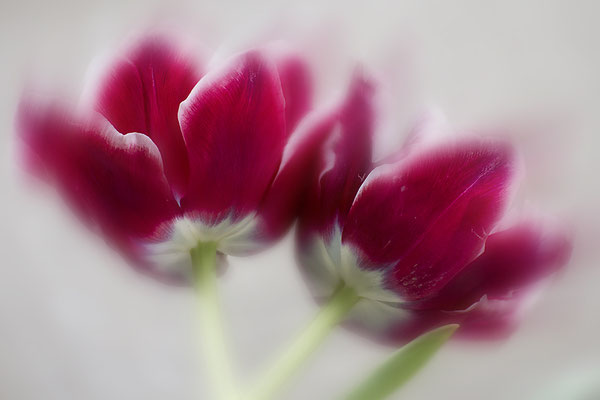 Frühlingserwachen -  © Helga Jaramillo Arenas - Fotografie und Poesie / März 2024