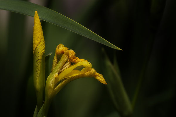 In Entfaltung - © Helga Jaramillo Arenas - Fotografie und Poesie / Mai 2019