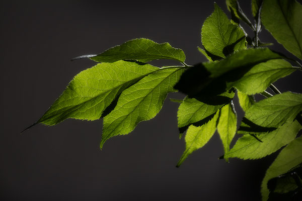 Das junge Grün - © Helga Jaramillo Arenas - Fotografie und Poesie / Mai 2019