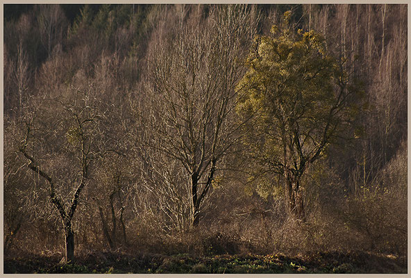 Der Schlaf im Winter - © Helga Jaramillo Arenas - Fotografie und Poesie / Januar 2012