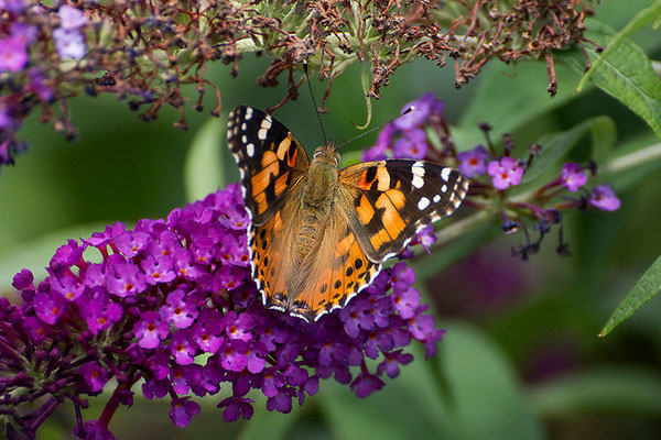 Sommerglück - © Helga Jaramillo Arenas - Fotografie und Poesie / Juli 2015