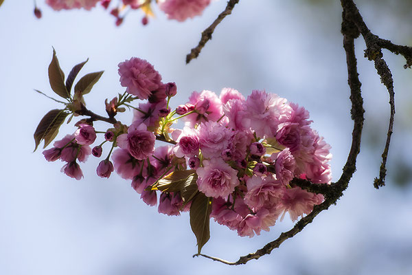 Fülle - © Helga Jaramillo Arenas - Fotografie und Poesie / April 2019