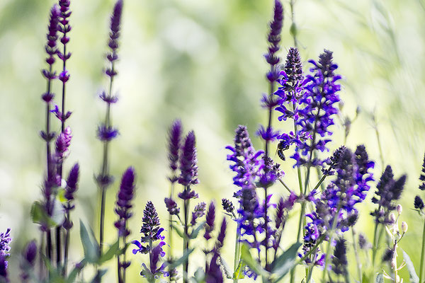 Zauber des Lichts - © Helga Jaramillo Arenas - Fotografie und Poesie / Mai 2020