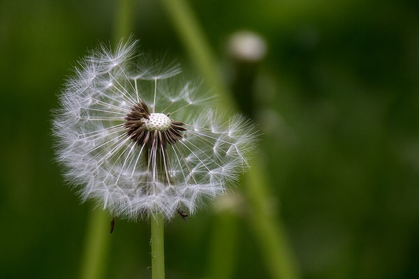 Kind des Windes (1) - © Helga Jaramillo Arenas - Fotografie und Poesie / Januar 2019