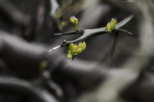 Gut geschützt - © Helga Jaramillo Arenas - Fotografie und Poesie / April 2019