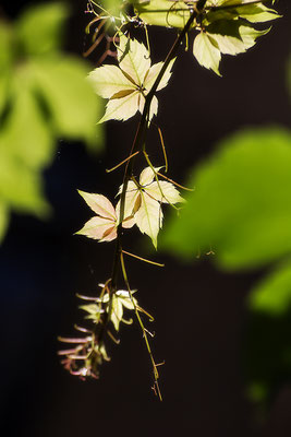 Leuchtkraft - © Helga Jaramillo Arenas - Fotografie und Poesie / Juni 2018