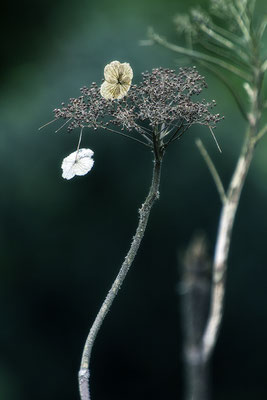 Erinnerung an den Herbst - © Helga Jaramillo Arenas - Fotografie und Poesie / März 2018