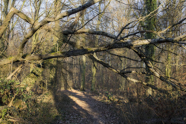 Lange Schatten -  © Helga Jaramillo Arenas - Fotografie und Poesie / Februar 2024