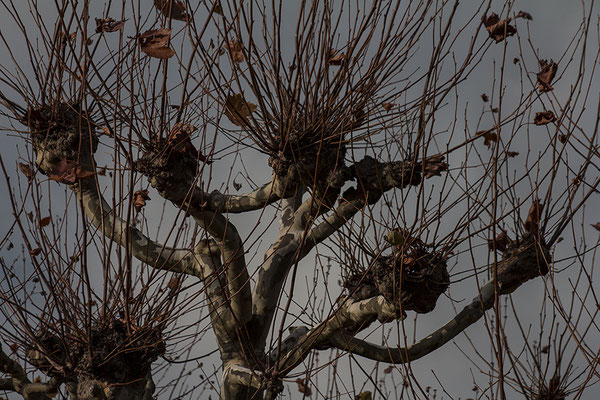 Das Aufbegehren der Bäume - © Helga Jaramillo Arenas - Fotografie und Poesie / November 2017