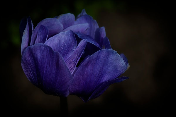 Blaue Schönheit - © Helga Jaramillo Arenas - Fotografie und Poesie / Juni 2012