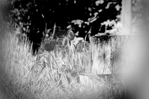 Auftakt-  © Helga Jaramillo Arenas - Fotografie und Poesie / Mai 2022