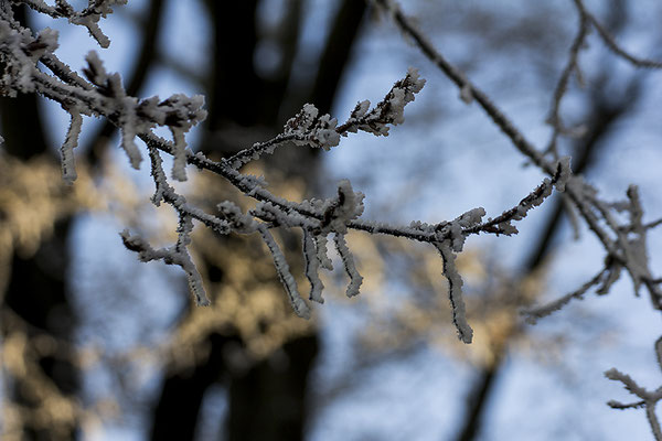 Umflammt -  © Helga Jaramillo Arenas - Fotografie und Poesie / Dezember 2022