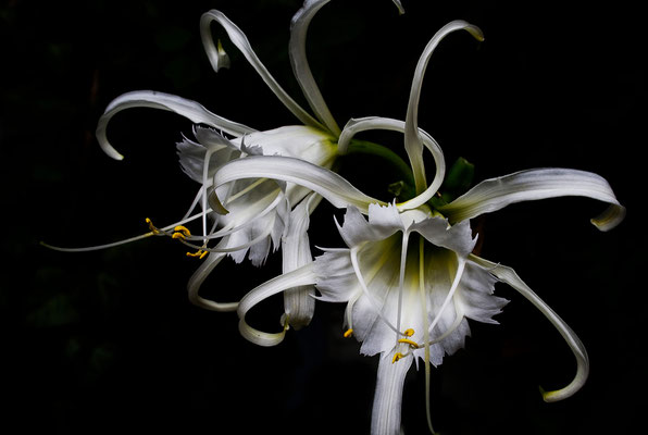 Tanz der Elfen - © Helga Jaramillo Arenas - Fotografie und Poesie / Mai 2011