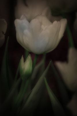 Geboren aus der Dunkelheit - © Helga Jaramillo Arenas - Fotografie und Poesie / Februar 2018