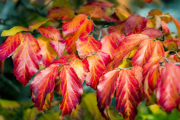 Herbstleuchten - © Helga Jaramillo Arenas - Fotografie und Poesie / November 2017