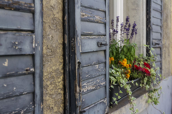 Lieblichkeit auf dem Fensterbrett -  © Helga Jaramillo Arenas - Fotografie und Poesie / Oktober 2023