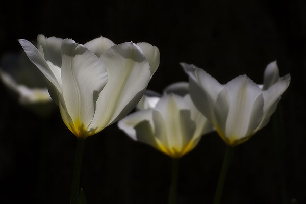 Schwerelos - © Helga Jaramillo Arenas - Fotografie und Poesie / April 2019