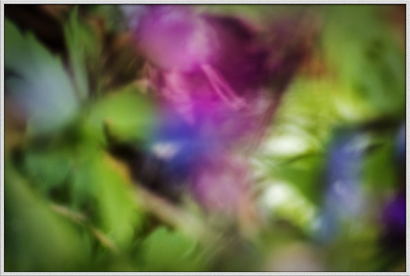 Das Wesen der Pflanzen (2) - © Helga Jaramillo Arenas - Fotografie und Poesie / April 2019
