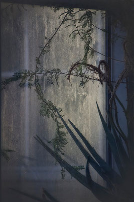 Das geheime Leben der Pflanzen - © Helga Jaramillo Arenas - Fotografie und Poesie / Januar 2014