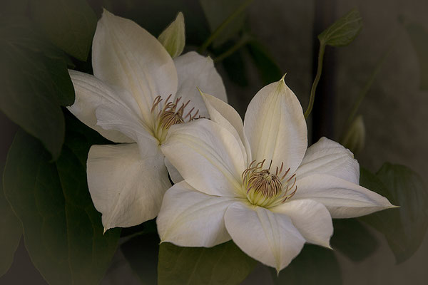 Die Liebkosung - © Helga Jaramillo Arenas - Fotografie und Poesie / Oktober 2018