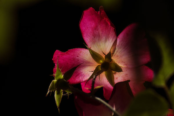 Feuer des Herzens - © Helga Jaramillo Arenas - Fotografie und Poesie / Juli 2018