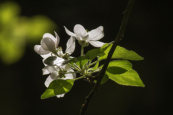 Frühlingstanz - © Helga Jaramillo Arenas - Fotografie und Poesie / Mai 2018