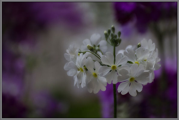 Frühlingstanz - © Helga Jaramillo Arenas - Fotografie und Poesie / Februar 2017