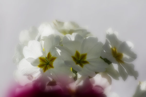 Das Strahlen des Frühlings - © Helga Jaramillo Arenas - Fotografie und Poesie / April 2017