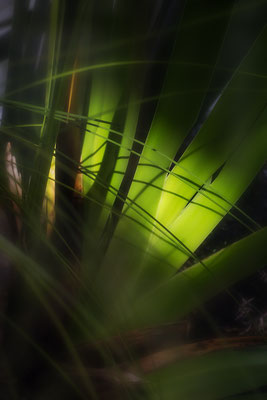 Wenn das Licht erwacht -  © Helga Jaramillo Arenas - Fotografie und Poesie / Dezember 2023