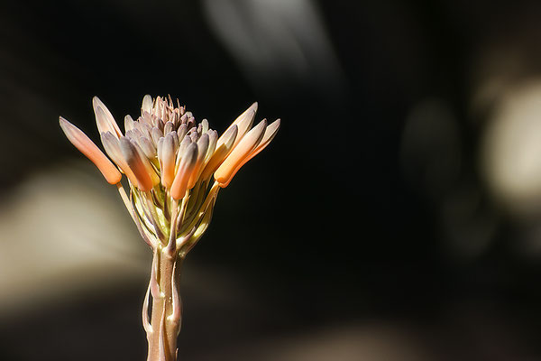 Schöpferische Kraft - © Helga Jaramillo Arenas - Fotografie und Poesie / Februar 2020