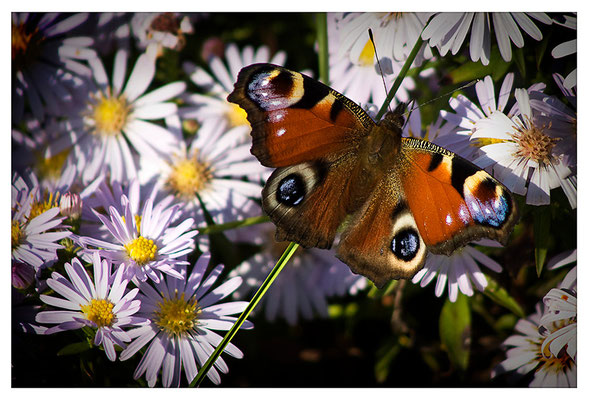 Frühlingsträume - © Helga Jaramillo Arenas - Fotografie und Poesie / Oktober 2011