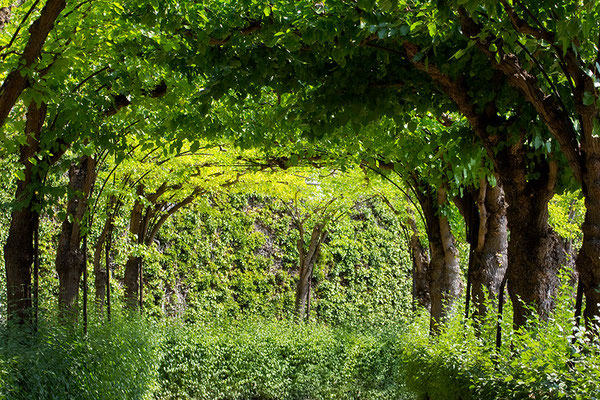 Sommergrün / Würzburger Schloßgarten - © Helga Jaramillo Arenas - Fotografie und Poesie / August 2015