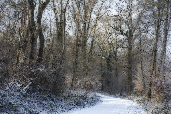 Wege - © Helga Jaramillo Arenas - Fotografie und Poesie / Januar 2026