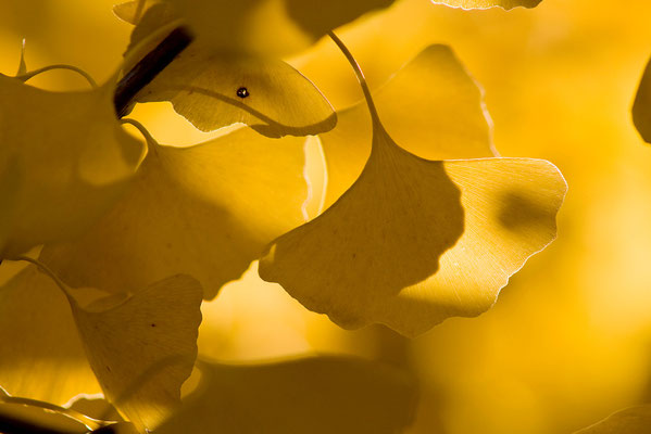 Blattgold (2) - © Helga Jaramillo Arenas - Fotografie und Poesie / Oktober 2010