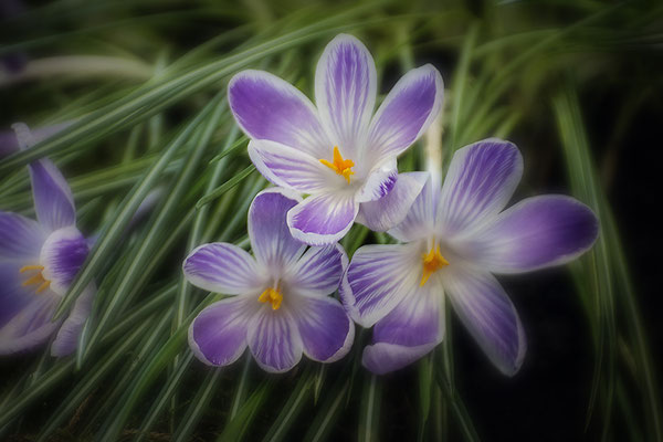Die Freude des Frühlings - © Helga Jaramillo Arenas - Fotografie und Poesie / Dezember 2018