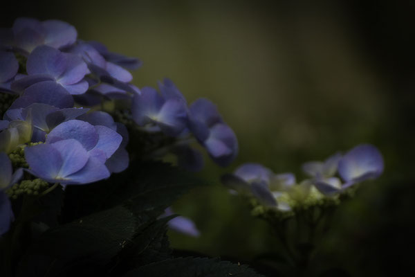 In Träume gebettet - © Helga Jaramillo Arenas - Fotografie und Poesie / Juni 2017