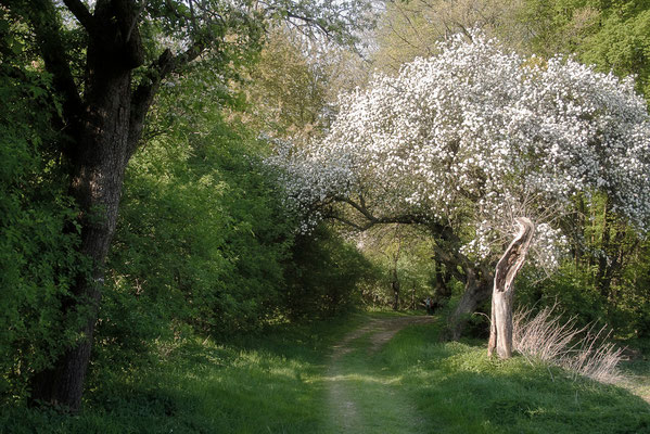 Spaziergang der Gedanken (1) - © Helga Jaramillo Arenas - Fotografie und Poesie / April 2011