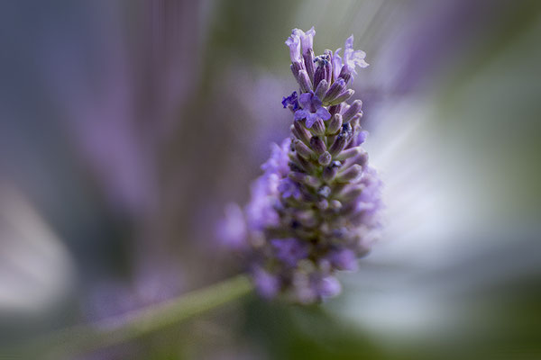 Sonnenkind - © Helga Jaramillo Arenas - Fotografie und Poesie / Juli 2025