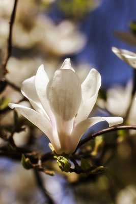 Zarte Frühlingsgrüße - © Helga Jaramillo Arenas - Fotografie und Poesie / April 2020