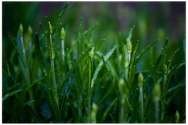 Der Duft von Lavendel - © Helga Jaramillo Arenas - Fotografie und Poesie / Juni 2012