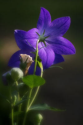 Blau - © Helga Jaramillo Arenas - Fotografie und Poesie / August 2017