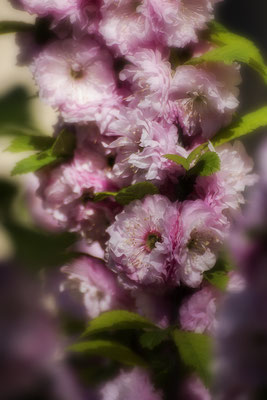 Frühlingsträume - © Helga Jaramillo Arenas - Fotografie und Poesie / April 2020