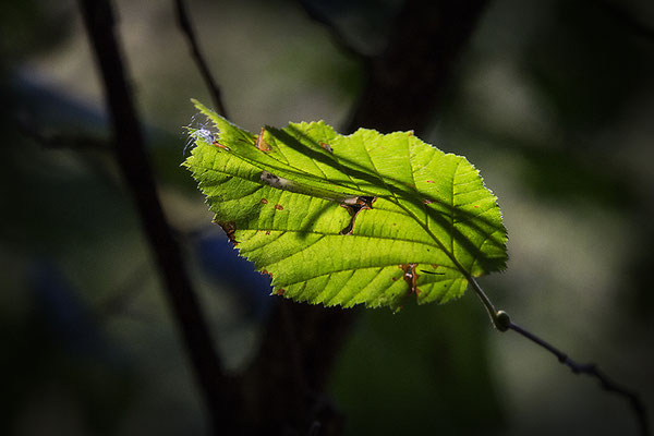 Das Blatt - © Helga Jaramillo Arenas - Fotografie und Poesie / Oktober 2018