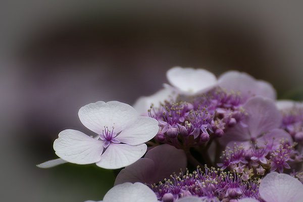 Elegant - © Helga Jaramillo Arenas - Fotografie und Poesie / Juli 2017