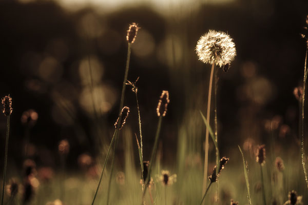  Die Stille des Abends - © Helga Jaramillo Arenas - Fotografie und Poesie / August 2016